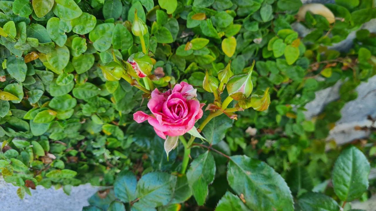 포보아데바짐 Hollidays Dreams 빌라 외부 사진